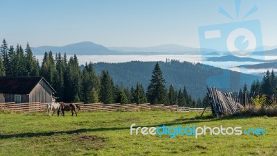 Bistrita, Transylvania/romania - September 18 : Horses Grazing O… Stock Photo