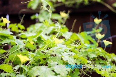 Bitter Gourd Plant Climbing On Trellis Stock Photo