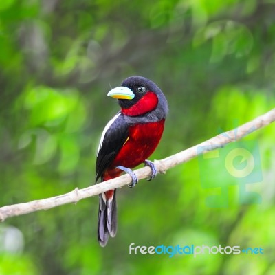 Black-and-red Broadbil Stock Photo