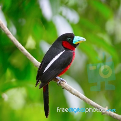 Black-and-red Broadbil Stock Photo