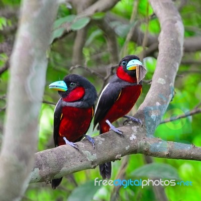 Black-and-red Broadbill Stock Photo