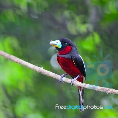 Black-and-red Broadbill Stock Photo