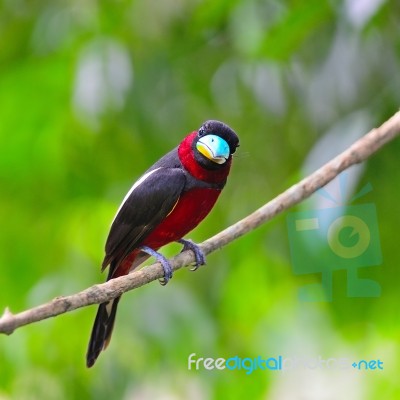 Black-and-red Broadbill Stock Photo