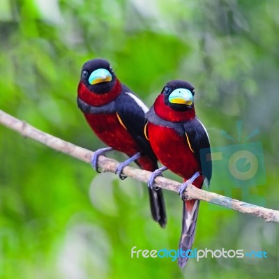 Black-and-red Broadbill Stock Photo