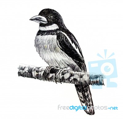 Black-and-red Broadbill Bird Drawing Stock Image