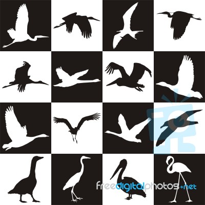 Black And White Background With Aquatic Birds Stock Image