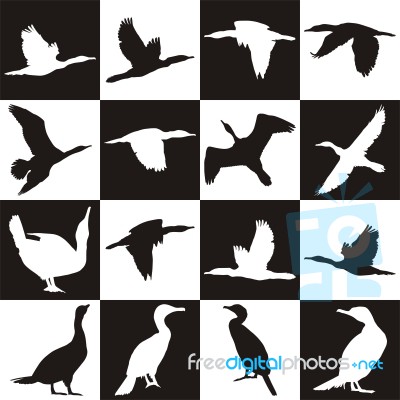 Black And White Background With Cormorant Stock Image