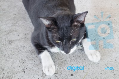 Black And White Cat Relaxing Stock Photo