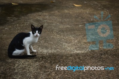 Black And White Cat Sitting On The Road Stock Photo