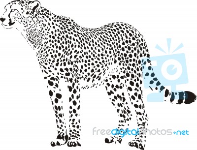 Black And White Cheetah Stock Image