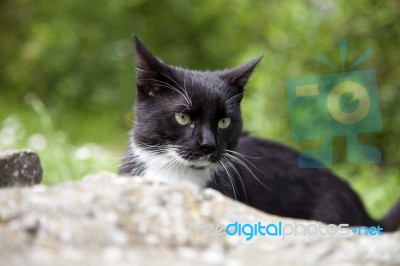 Black And White Domestic Cat Stock Photo