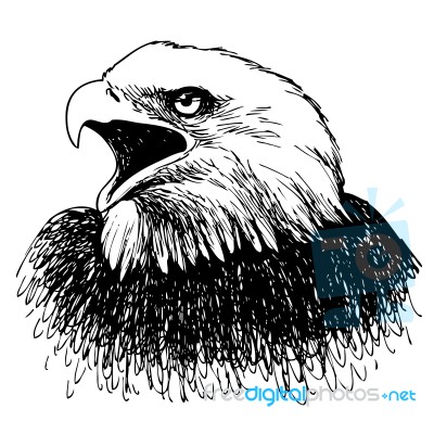 Black And White Eagle Hand Drawn Stock Image