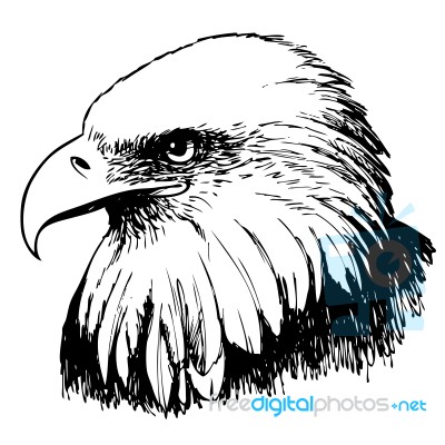 Black And White Eagle Hand Drawn Stock Image