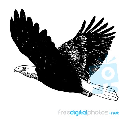 Black And White Eagle Hand Drawn Stock Image