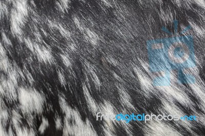 Black And White Goat Fur Texture Stock Photo