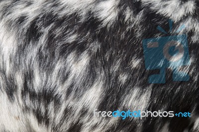 Black And White Goat Fur Texture Stock Photo