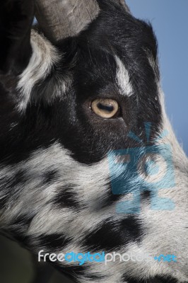 Black And White Goat In A Pasture Stock Photo