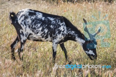 Black And White Goat In A Pasture Stock Photo