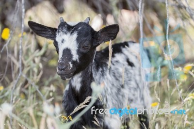 Black And White Goat In A Pasture Stock Photo