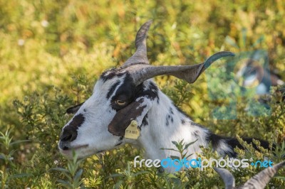 Black And White Goat In A Pasture Stock Photo