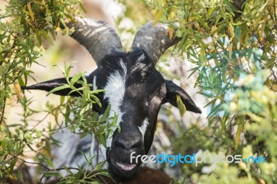 Black And White Goat In A Pasture Stock Photo