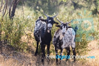 Black And White Goats In A Pasture Stock Photo