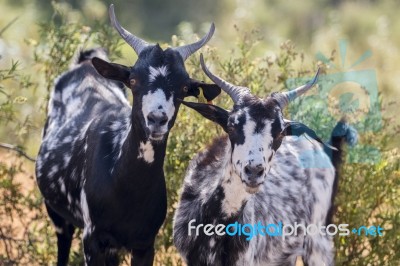 Black And White Goats In A Pasture Stock Photo