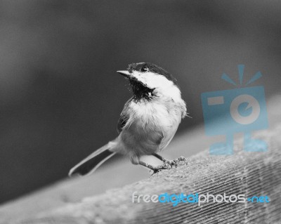 Black And White Photo Of A Black-capped Chickadee Bird Stock Photo