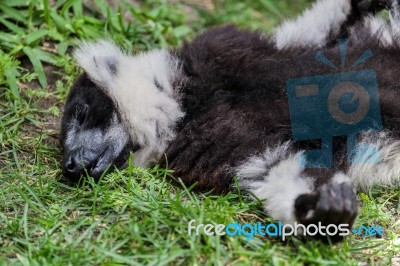 Black-and-white Ruffed Lemur (varecia Variegata) Stock Photo