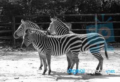 Black And White Zebra In Zoo Stock Photo