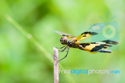 Black And Yellow Dragonfly Stock Photo