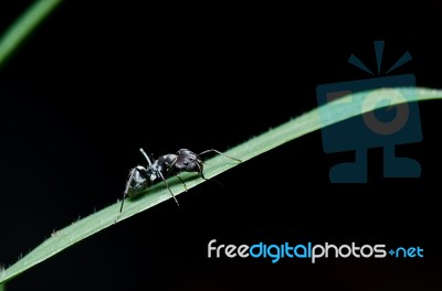 Black Ant Stock Photo