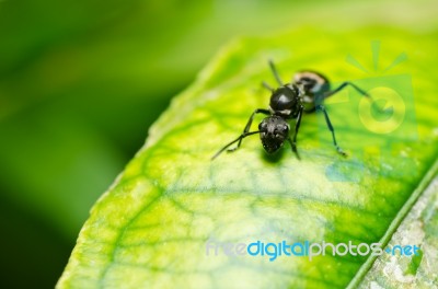 Black Ant In Green Nature Stock Photo