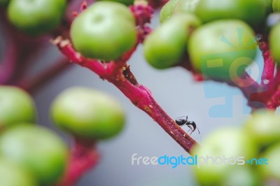 Black Ant On The Leea Rubra Red Branch Tree Stock Photo