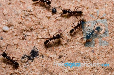 Black Ants Stock Photo