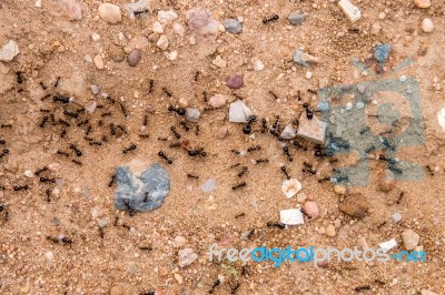 Black Ants On The Ground Stock Photo