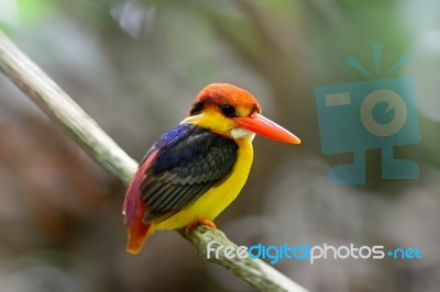 Black-backed Kingfisher Stock Photo