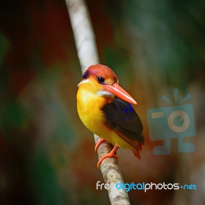 Black-backed Kingfisher Stock Photo