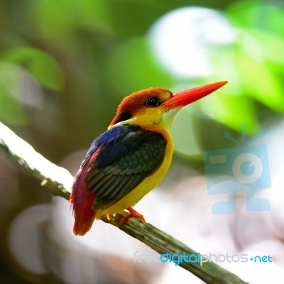 Black-backed Kingfisher Stock Photo