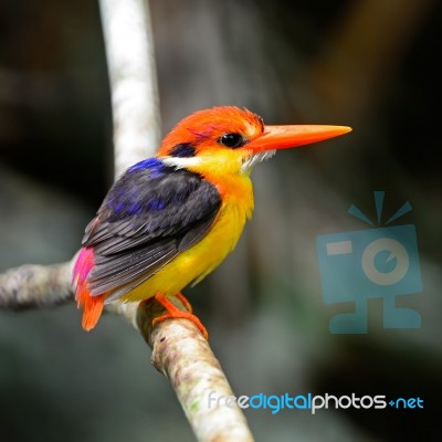 Black-backed Kingfisher Stock Photo