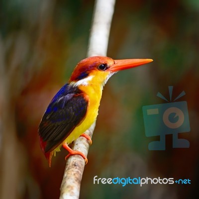 Black-backed Kingfisher Stock Photo