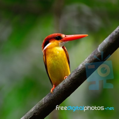 Black-backed Kingfisher Stock Photo