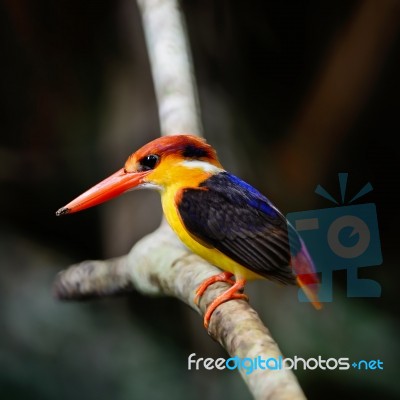 Black-backed Kingfisher Stock Photo