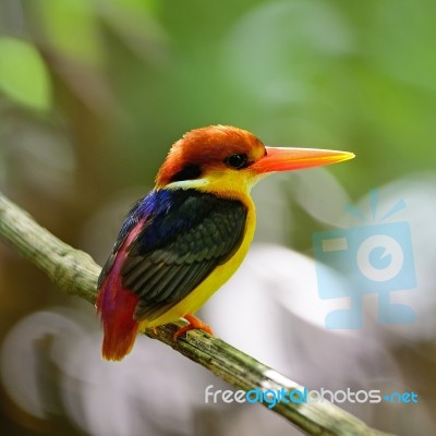 Black-backed Kingfisher Stock Photo