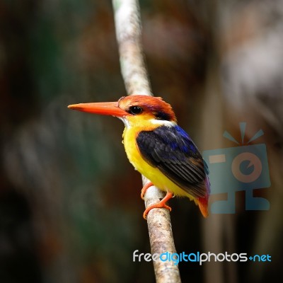 Black-backed Kingfisher Stock Photo