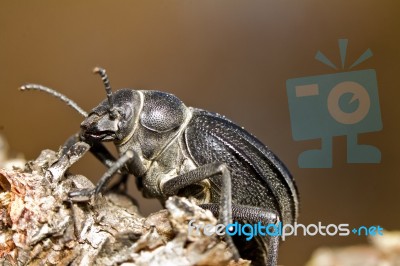 Black Beetle (pimelia Costata) Stock Photo