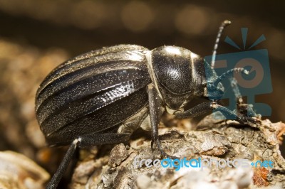 Black Beetle (pimelia Costata) Stock Photo