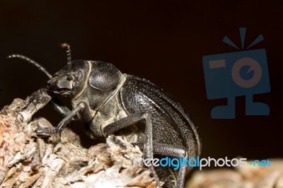 Black Beetle (pimelia Costata) Stock Photo