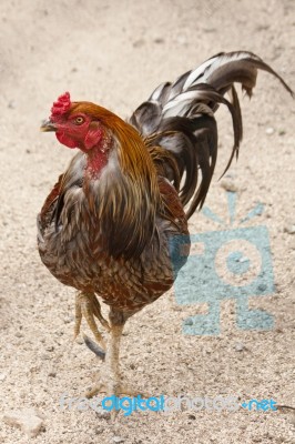 Black Breasted Red Cubalaya Rooster Stock Photo