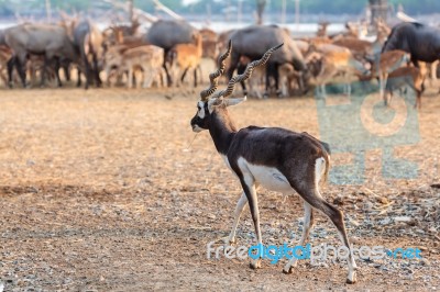 Black Buck Walking Stock Photo